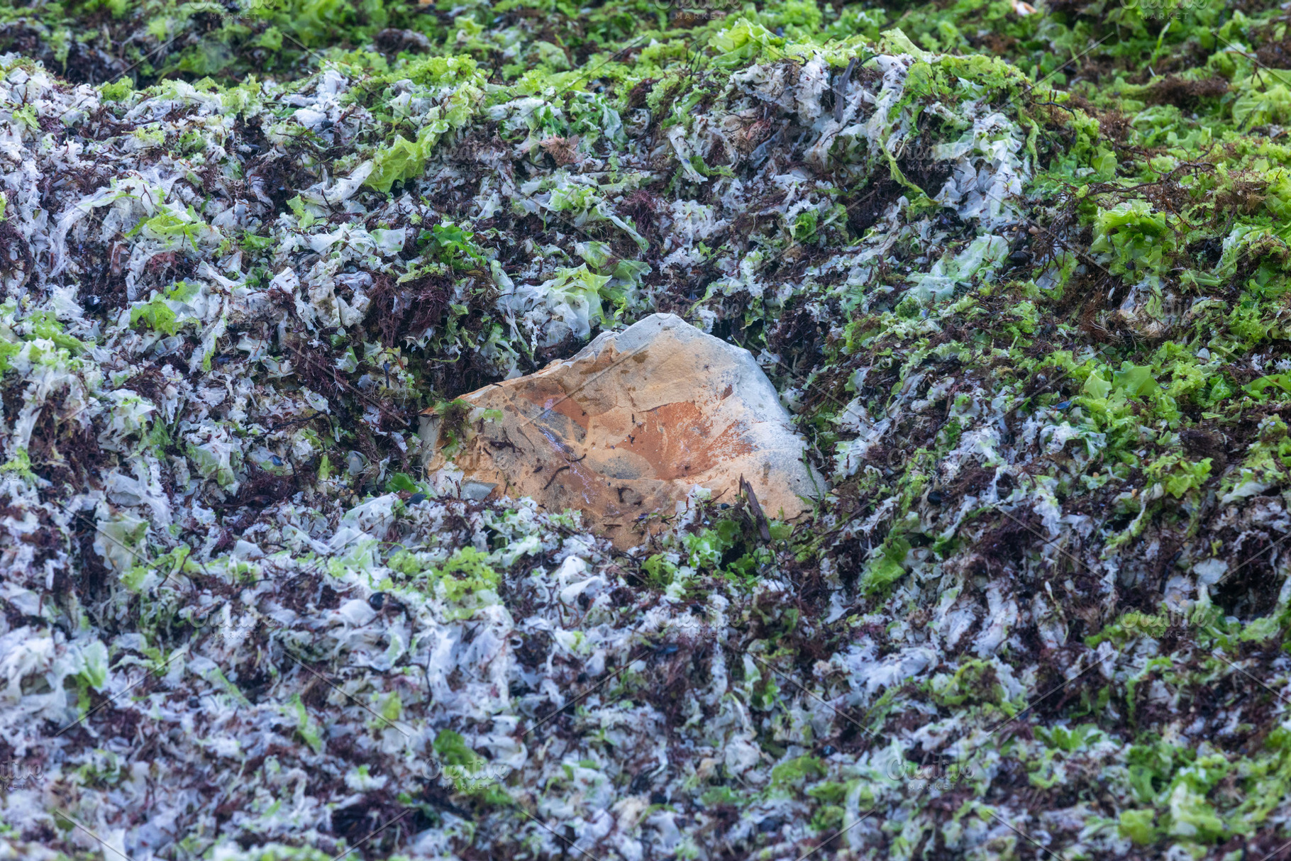 Single tan rock surrounded by green and white seaweed on a rocky shoreline, nat, a Nature Photo by Ales Munt