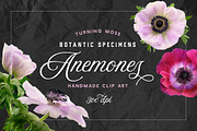 Anemone Flower ClipArt - Specimens, an Object Graphic by Turning Moss (Thumbnail 1 of 7)