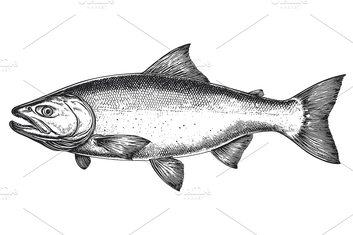 Salmon Fish Detailed Vintage, an Animal Illustration by LadadikArt