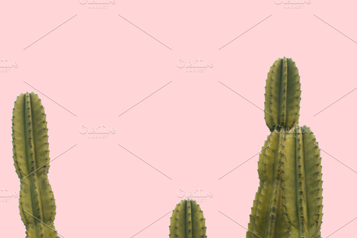 Candy Pop Plants Stock Photos, a Nature Photo by Dee Andreoli Photography (Photo 4 of 5)