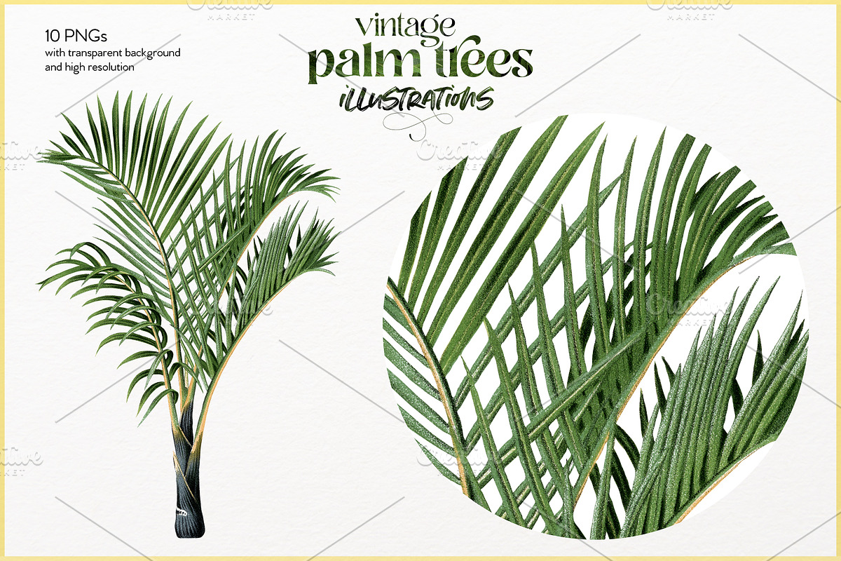 Vintage palm tree illustrations, a Decorative Illustration by Natalka Dmitrova art (Photo 5 of 8)