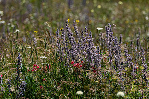 Rural meadow with wild flowers and plants, a Nature Photo by Anna Bogush