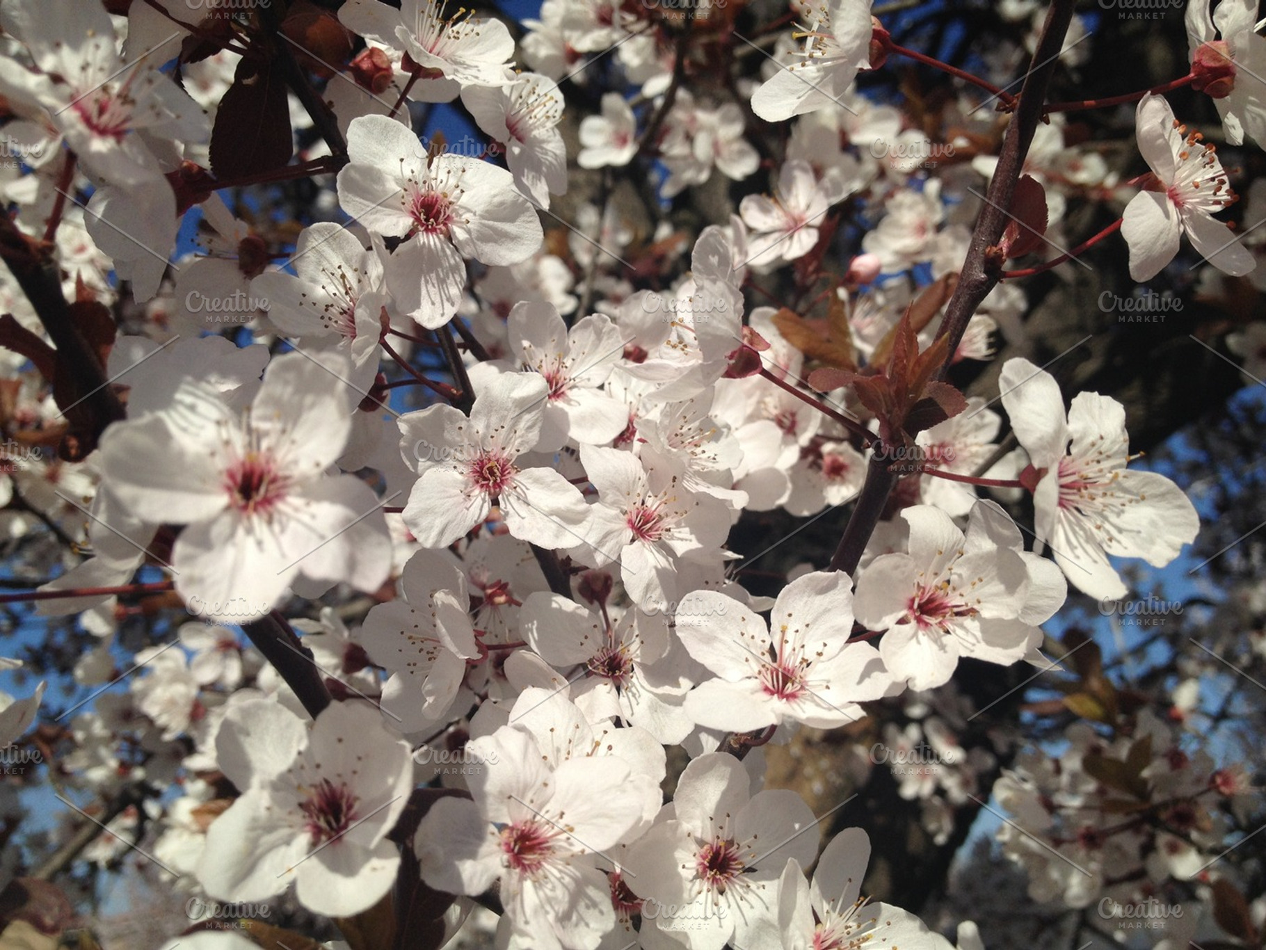 Cherry Blossoms Containing Nature Texture And Background