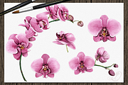 Orchid Watercolor Clip Art, a Decorative Illustration by DioFlow (Thumbnail 4 of 5)