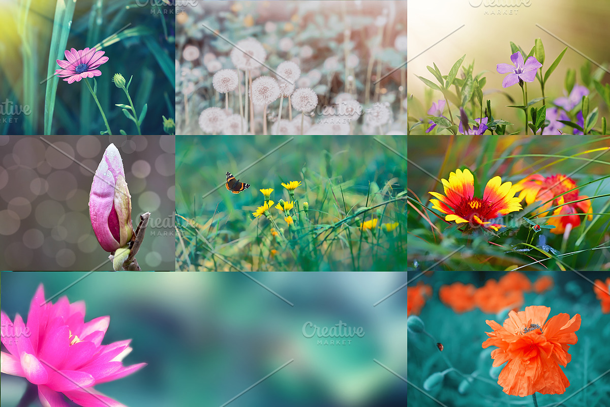 Flower collection 100 photos, a Nature Photo by Vladimir Kazimirov (Photo 14 of 14)