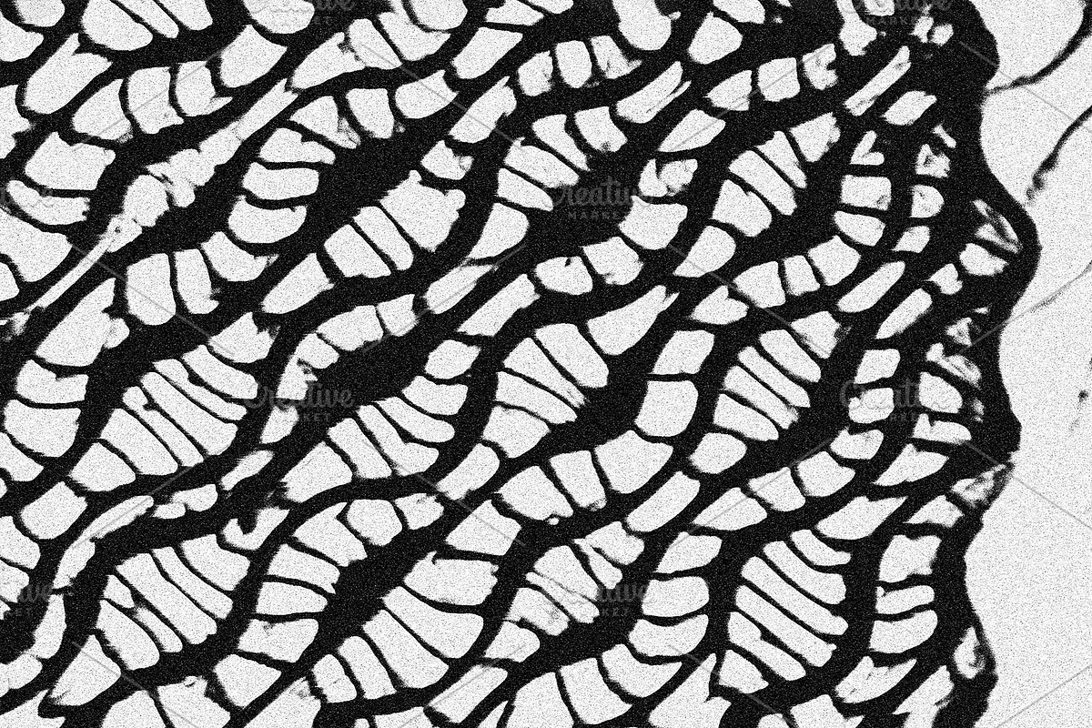 Scales and Fur, a Texture Graphic by Jennifer Lauren Creative (Photo 22 of 26)