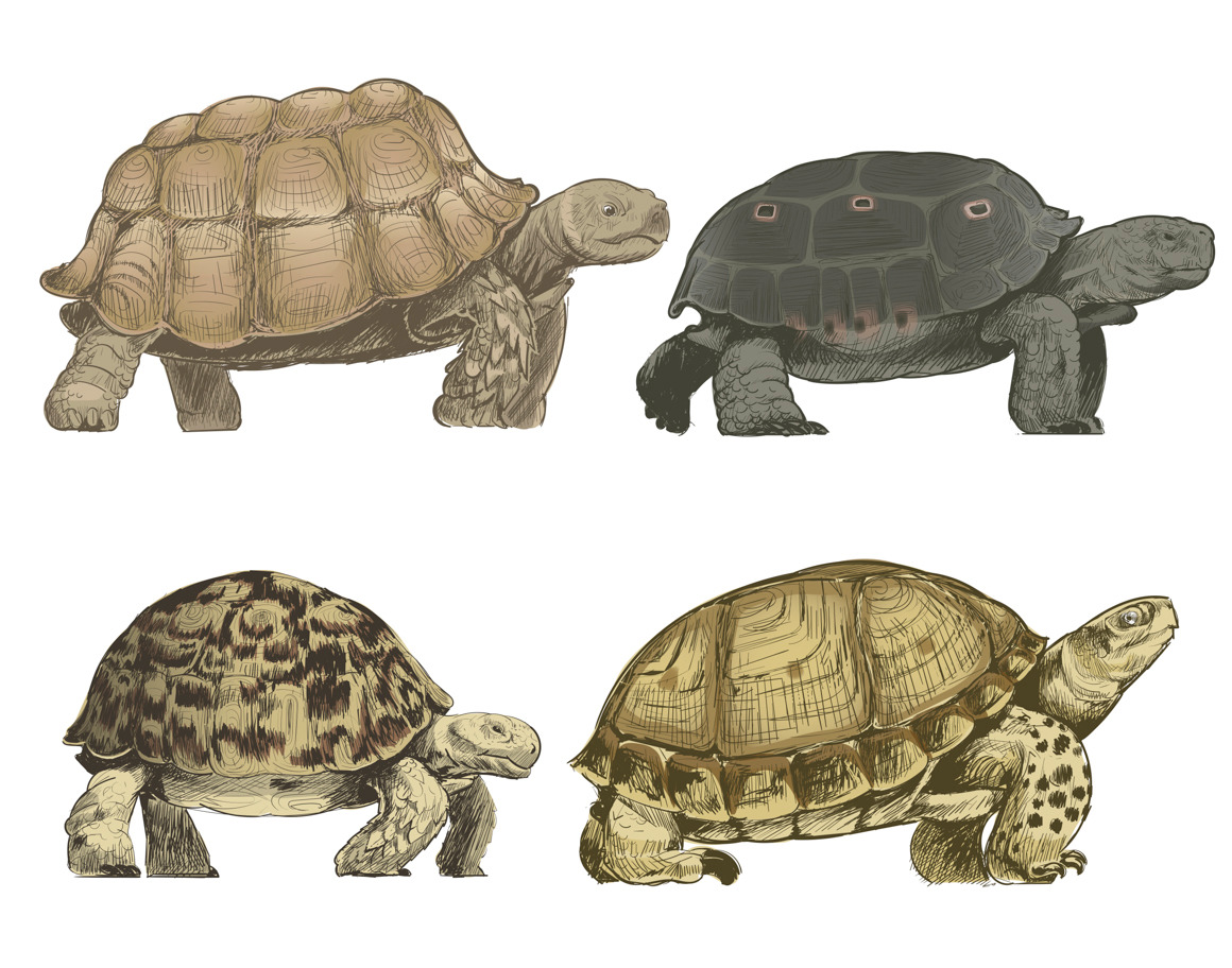 Illustration drawing of turtles, an Animal Illustration by rawpixel