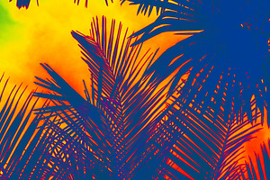 tropical leaves. sunset in the fores