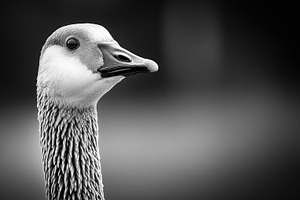 Black and white portrait of a goose, an Animal Photo by MistyDay