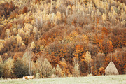 Autumn  with colorful forest, a Nature Photo by Three Design (Thumbnail 2 of 2)