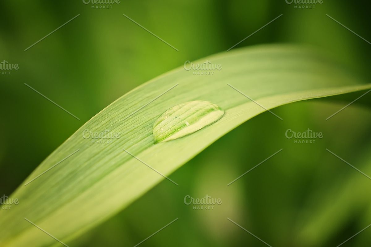 Green leaves Bundle, a Nature Photo by Vladimir Kazimirov (Photo 9 of 10)