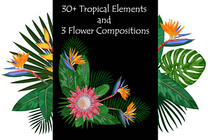 Tropical Elements Set