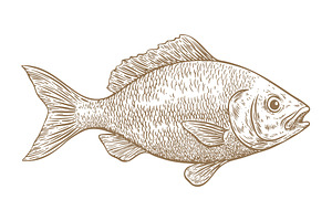 Gilt-head bream, fish, Dorado, an Animal Illustration by Foxys Graphic