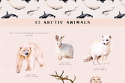 Arctic Life watercolor collection, an Animal Illustration by Diana Askarova Art (Thumbnail 7 of 11)