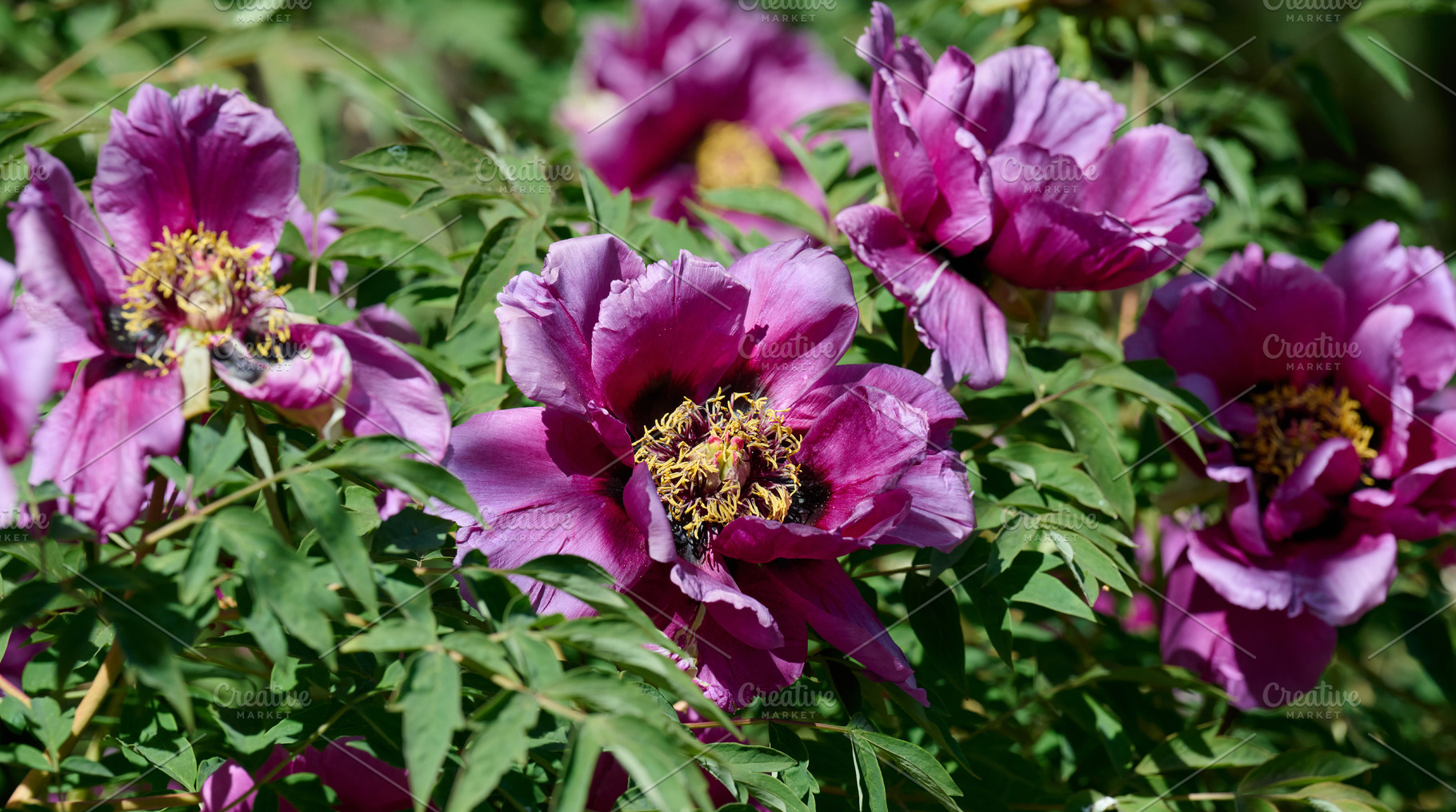 Lush purple peony flowers with vibrant yellow stamens, in full b, a Nature Photo by ndanko