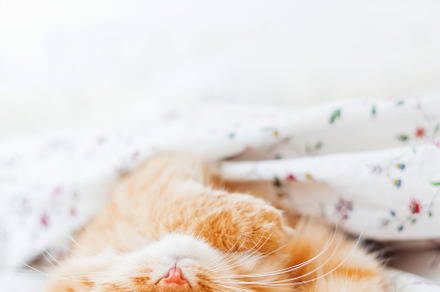 Cute ginger cat lying in bed featuring cat, pet, and cute