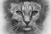Sketch Photoshop Action, an Action Add-On by Sevenstyles (Thumbnail 18 of 22)