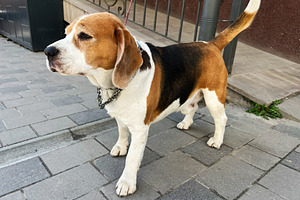 Beagle dog standing outside on a sidewalk in a tranquil setting, a Photo by AS photostudio
