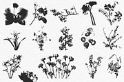 Floral Halftone & Ink PNG Overlays, an Object Graphic by alonahaidash (Thumbnail 9 of 11)