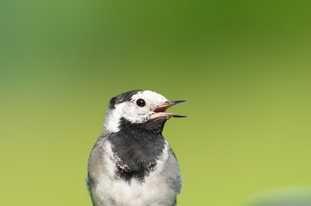 The white wagtail (Motacilla alba), an Animal Photo by AlexBush