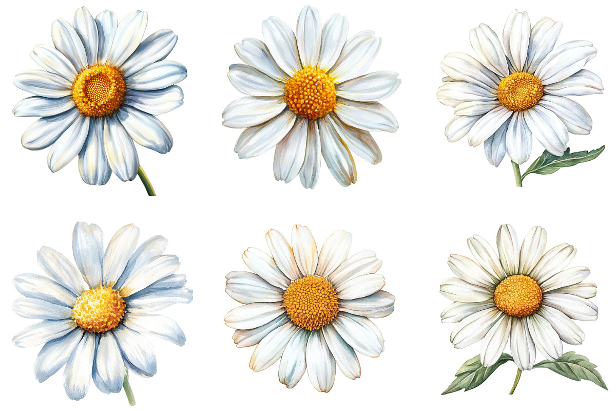 Daisy Flower Bloom Clipart, an Illustration by DreamArtGraphic (Photo 2 of 4)