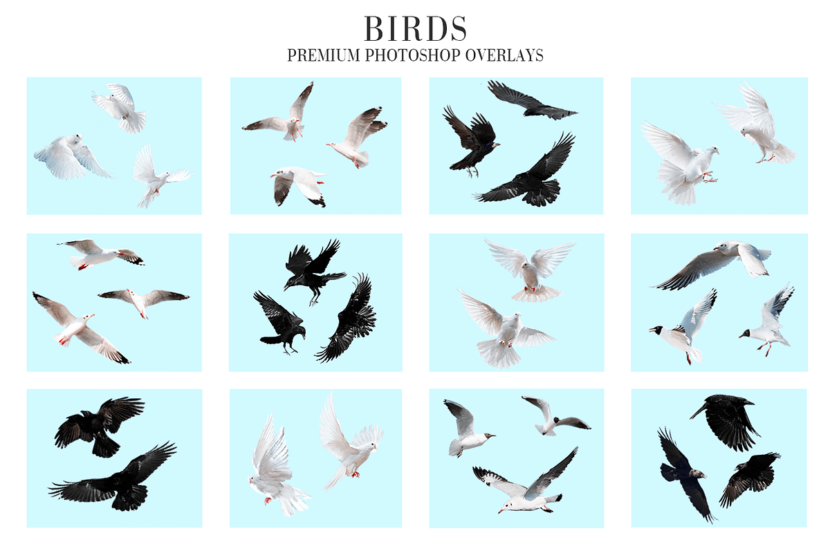 Bird Overlays Photoshop, a Plug-in Add-On by FixThePhoto (Photo 2 of 32)