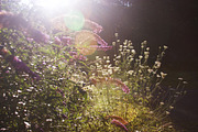 Summer Garden Collection, a Photo by Paper City Design (Thumbnail 12 of 21)