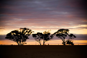 Tree Silhouette, a Nature Photo by THP Creative