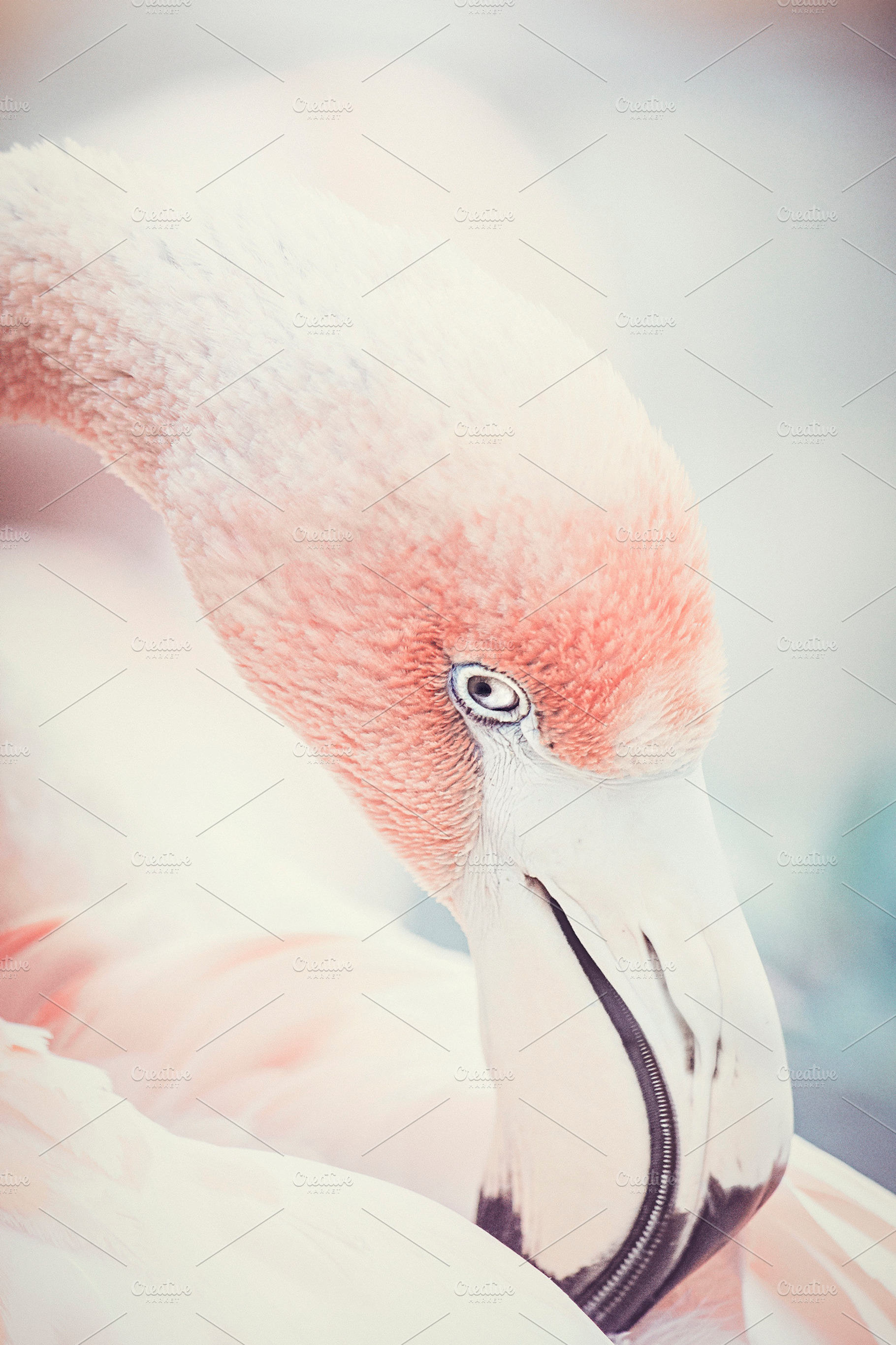 Demure Flamingo