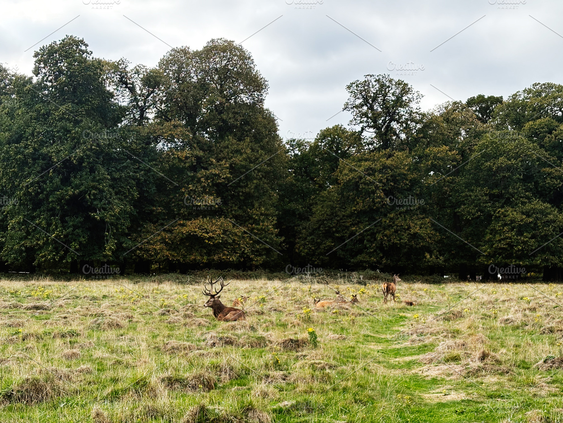 Deer resting in a grassy field near a dense forest in London UK countryside, a Nature Photo by AS photostudio