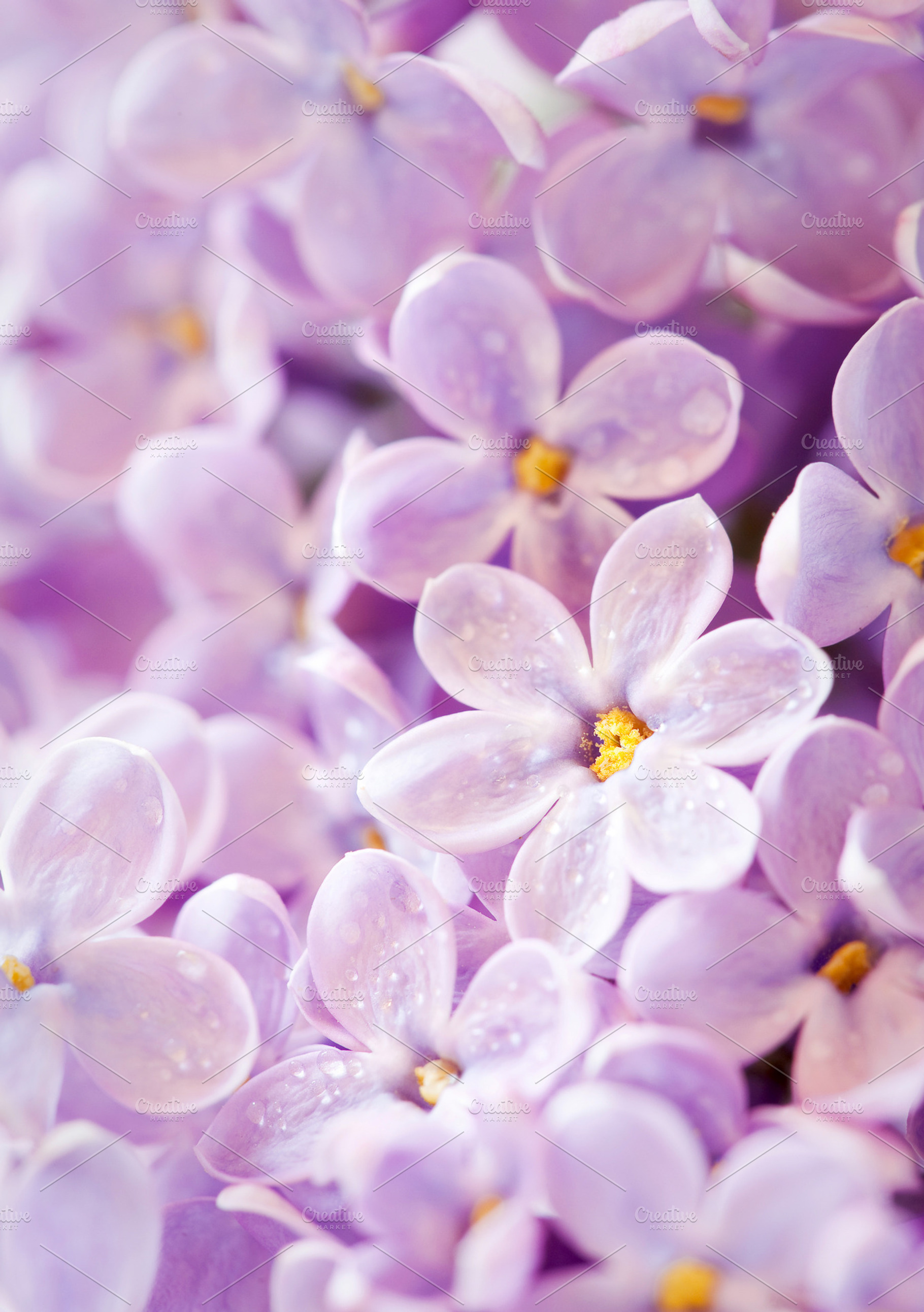 Lilac flowers featuring abstract, background, and bloom