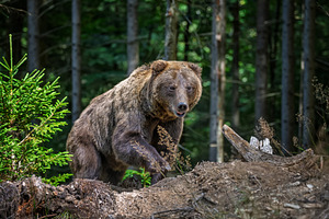 Brown bear foraging in a forested area with green foliage and tr