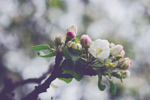 Blooming apple featuring apple, bloom, and blooming