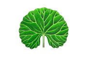 Centella Asiatica plant leaf, a Food Illustration by separisa (Thumbnail 2 of 5)