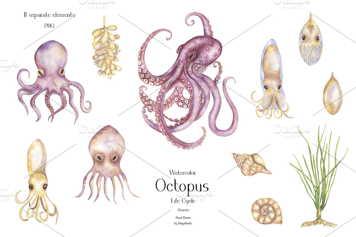 Watercolor Octopus Life Cycle Set, an Education Illustration by MayaNavits (Photo 3 of 7)