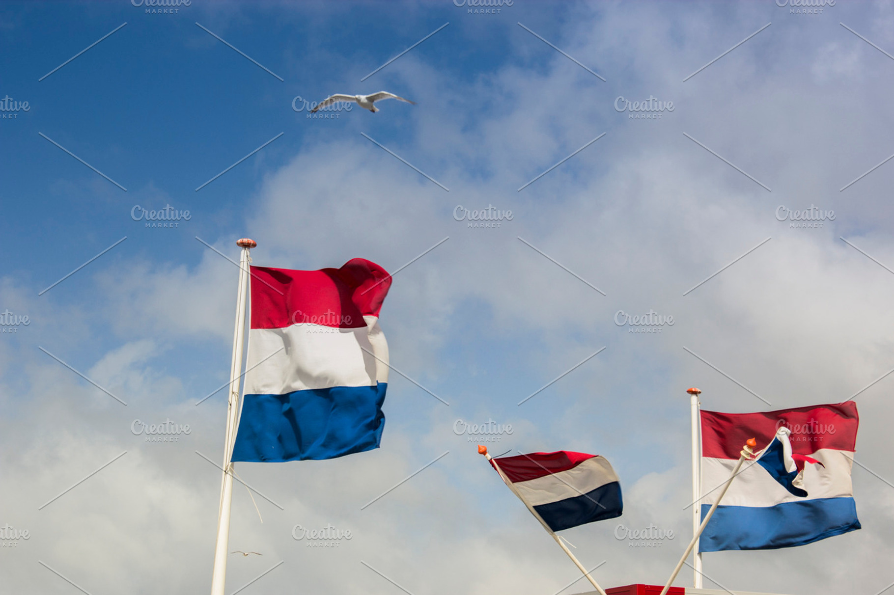 Dutch flags