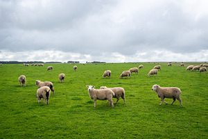 Grazing sheep in a green field near Twelve Apostles, Great Ocean, an Animal Photo by GoodGoods