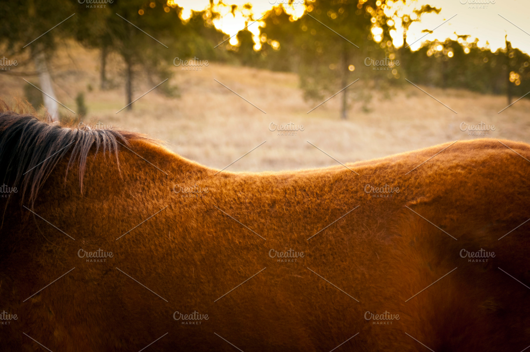 Horse Back, an Animal Photo by THP Creative