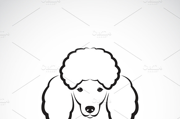 Vector Of Dog Poodle Face. Pet.