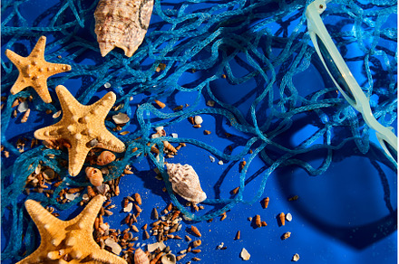 Flat lay background with starfish, an Animal Photo by IlliaBondarPhotography