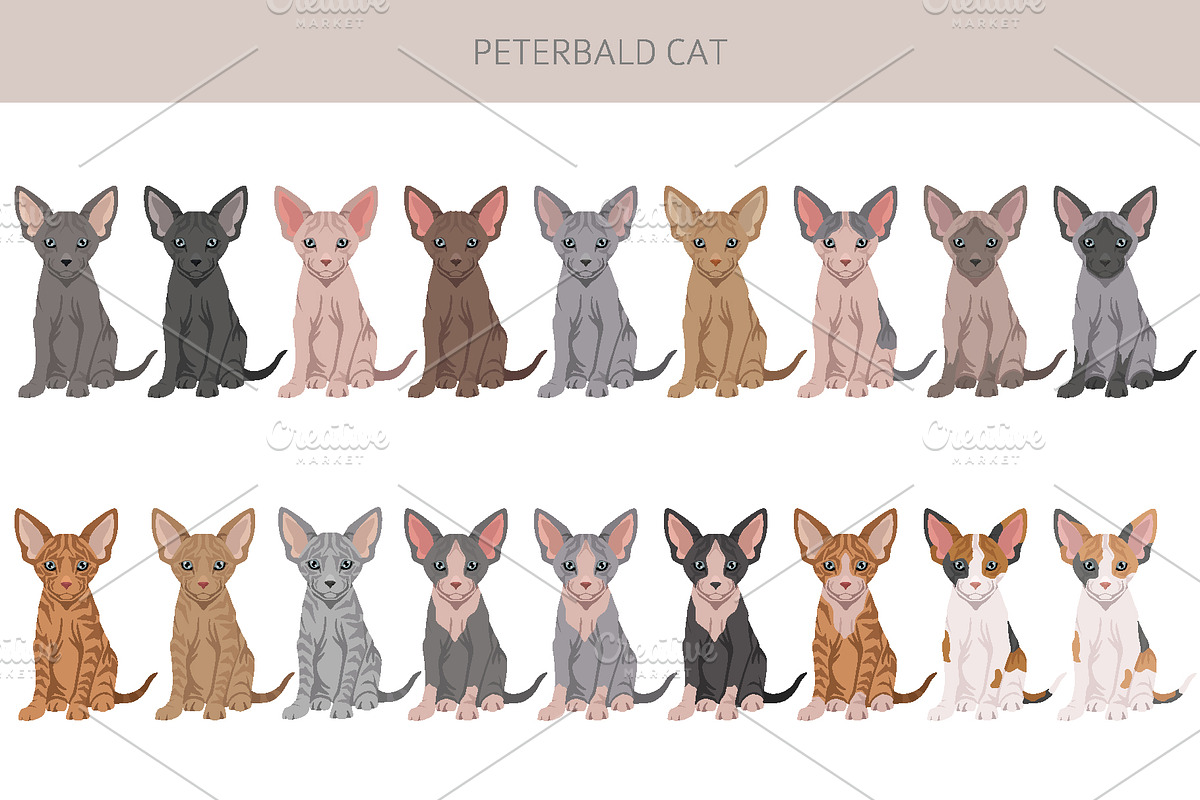 Peterbald cat, an Animal Illustration by pet design shop (Photo 4 of 6)