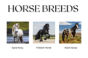 Horse Breeds Images, White Horses, an Animal Photo by BrushstrokeArtGB (Thumbnail 3 of 5)