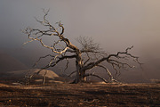 48 Dying Tree Images, a Nature Photo by h.utomo (Thumbnail 38 of 48)
