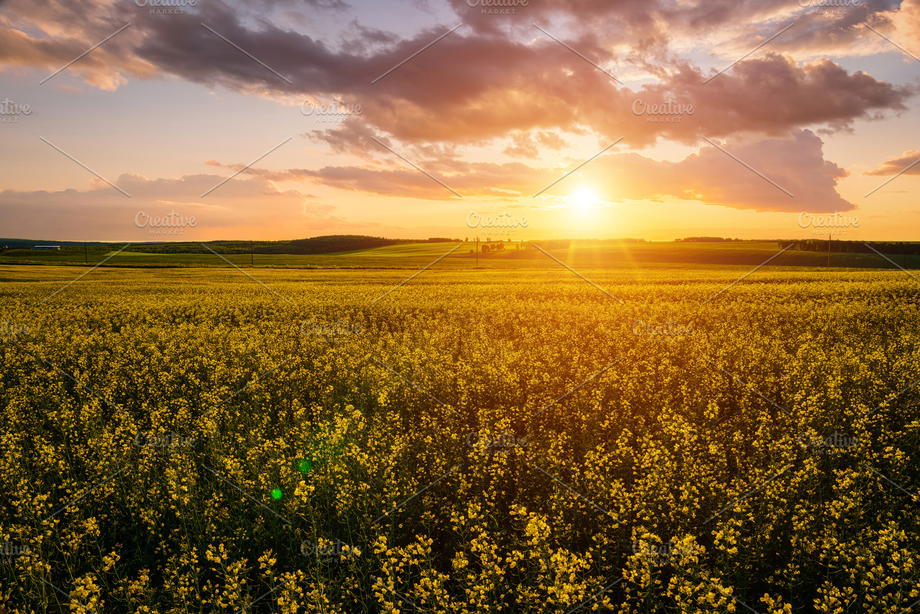 Yellow bright flowers bloom in a field of rapeseed at sunset lig, a Nature Photo by Eugene_Photo
