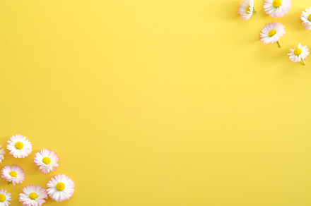 Chamomiles flowers frame on yellow, a Holiday Photo by photoguns