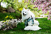 Oil Painting Effect Photoshop, an Action Add-On by liptouse (Thumbnail 5 of 10)
