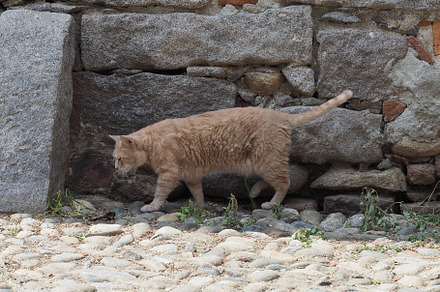 orange tabby cat, a Photo by WorldPhotos
