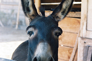 Donkey