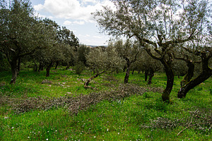 Olive tree grove with green grass at Fatima, Portugal under cloudy skies, a Photo by AS photostudio
