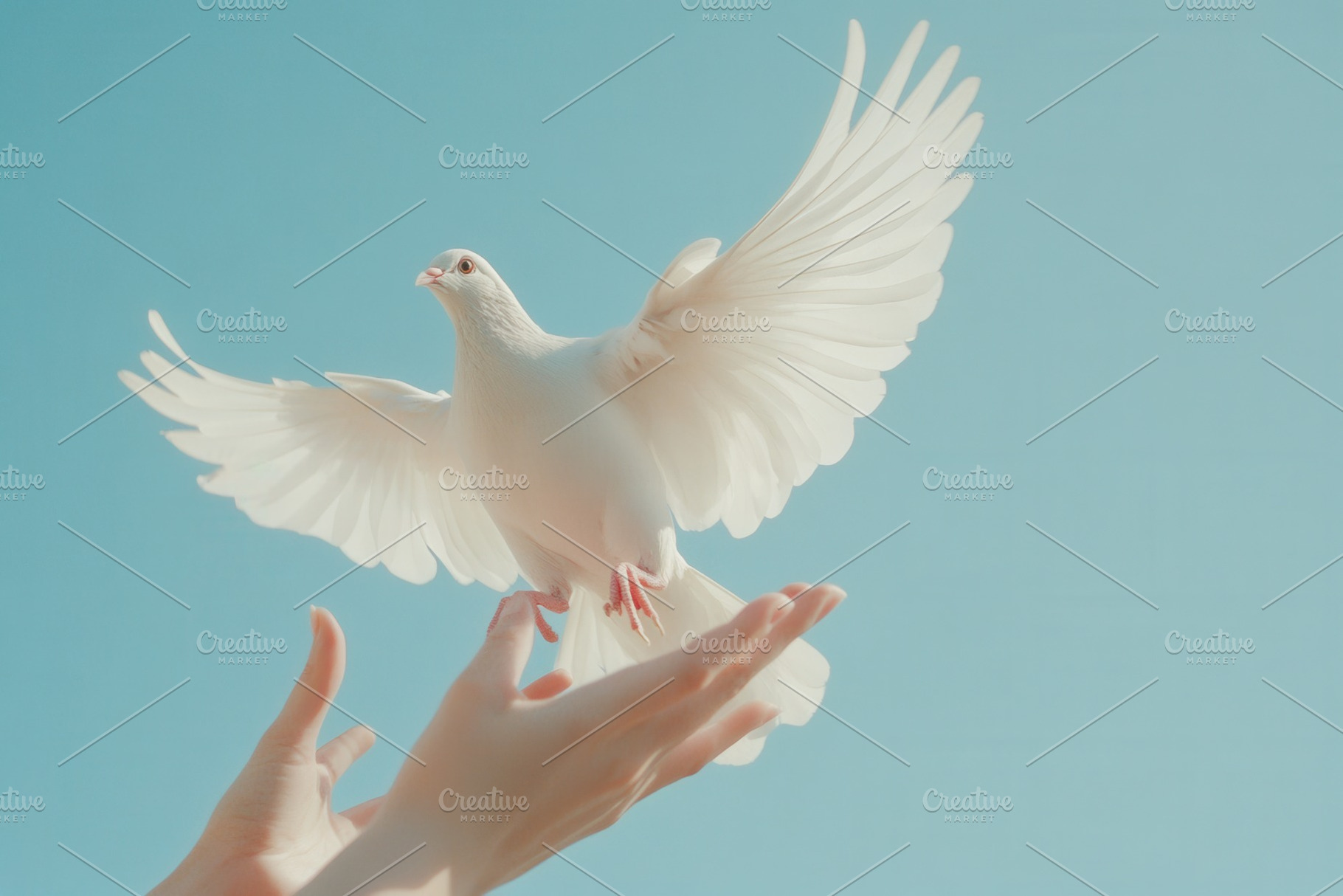 A white dove gracefully takes flight, a Photo by Pavel_design